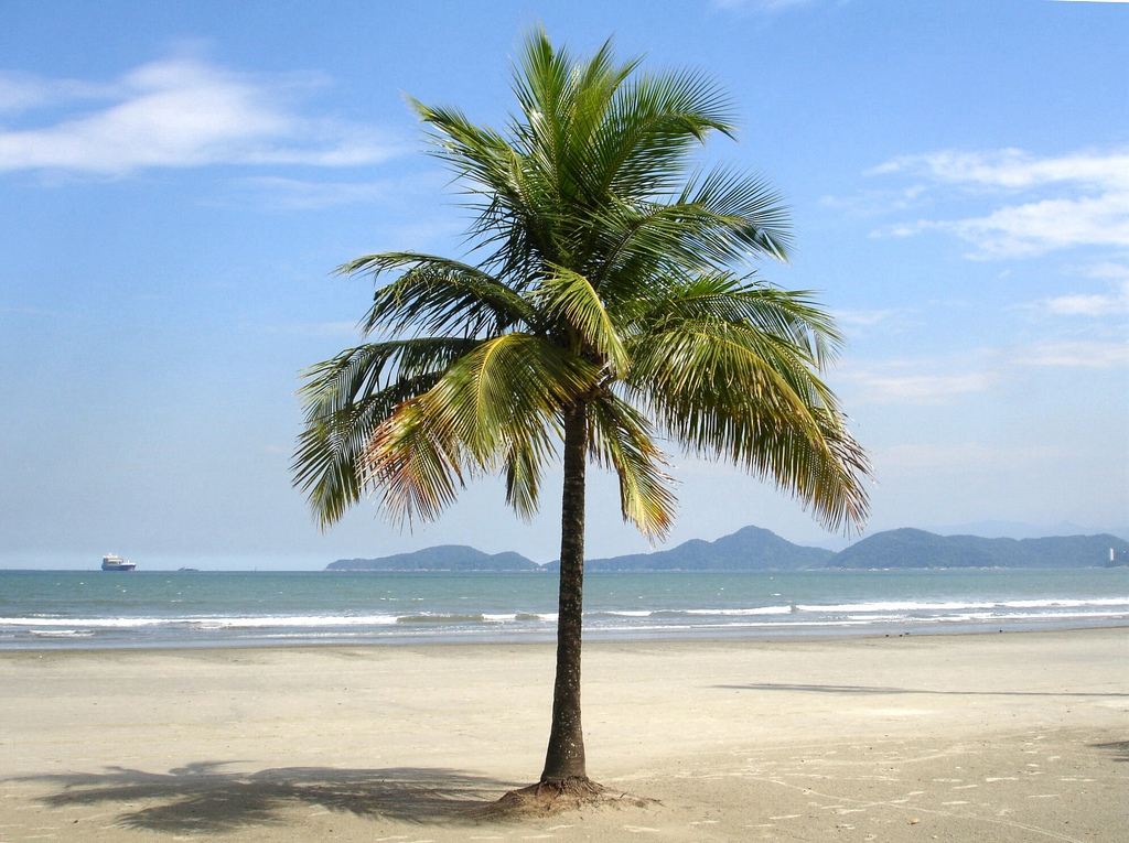 Hasil gambar untuk pohon kelapa